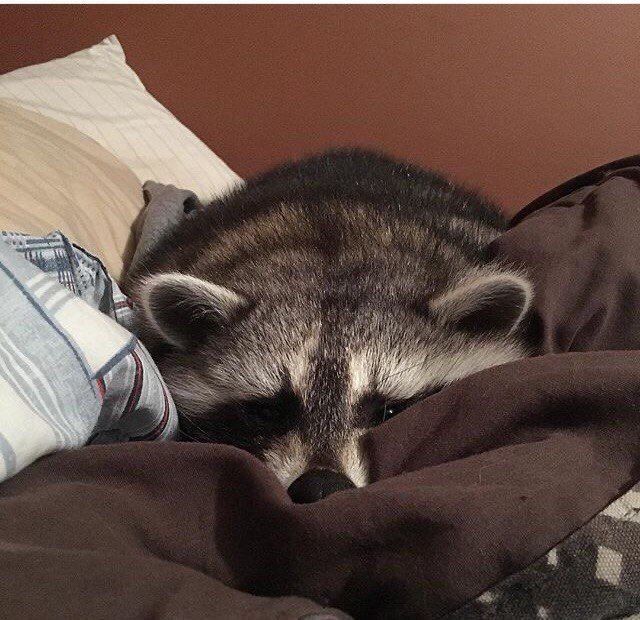 An adorable raccoon.