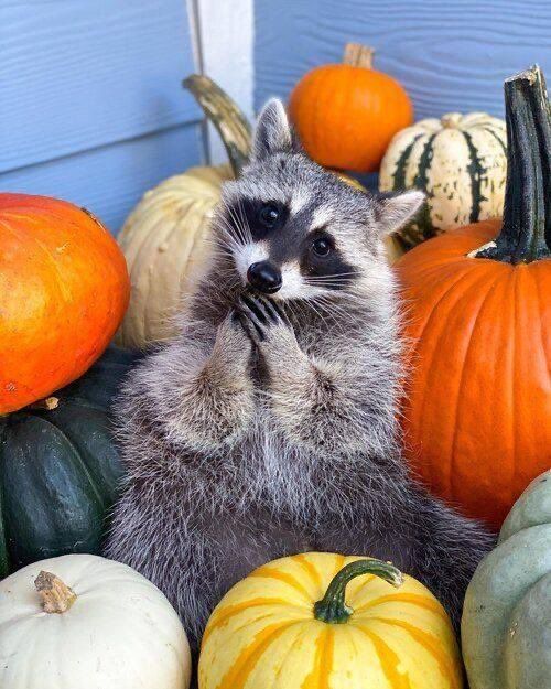An adorable raccoon.