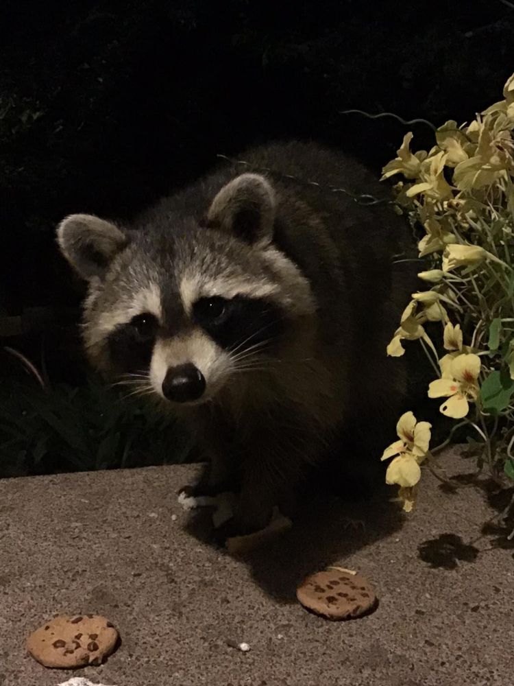 An adorable raccoon.