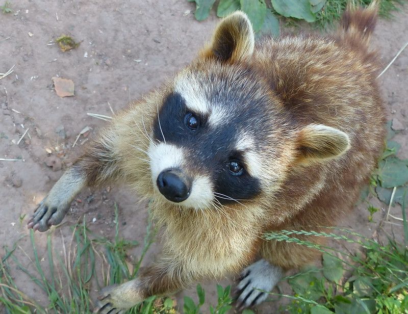 An adorable raccoon.
