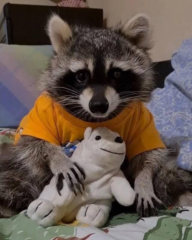 An adorable raccoon.
