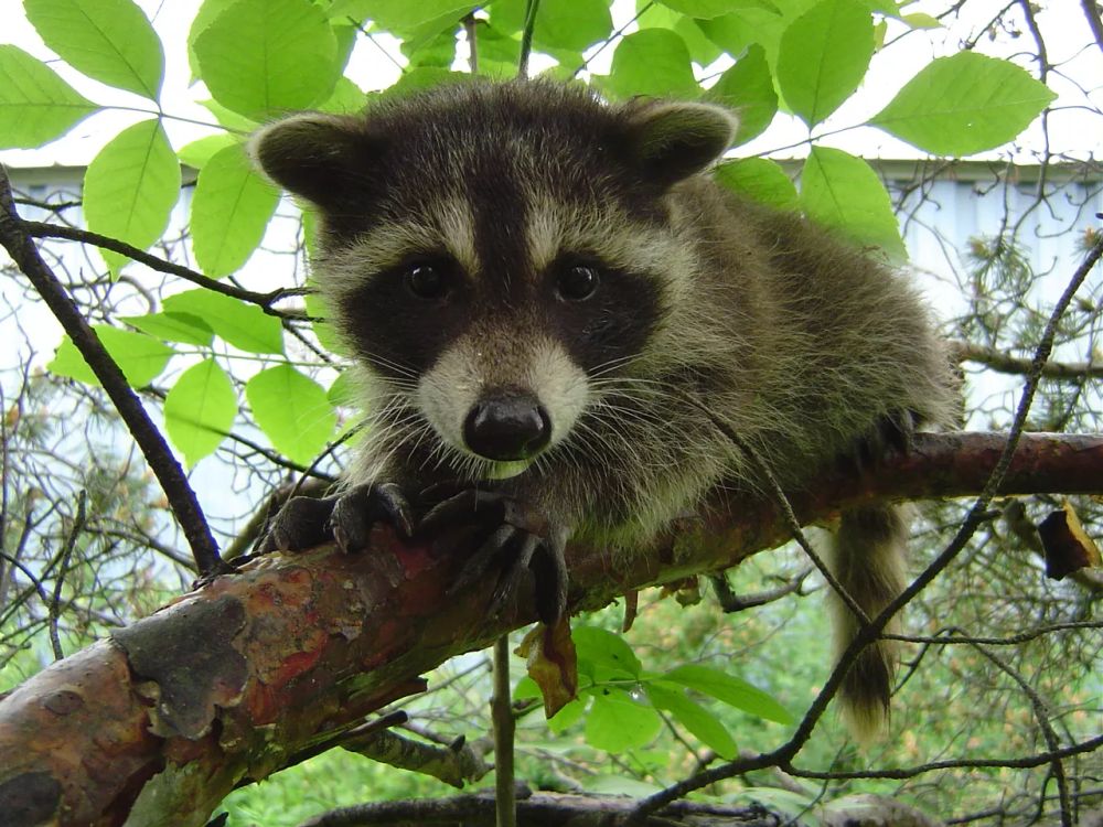 An adorable raccoon.