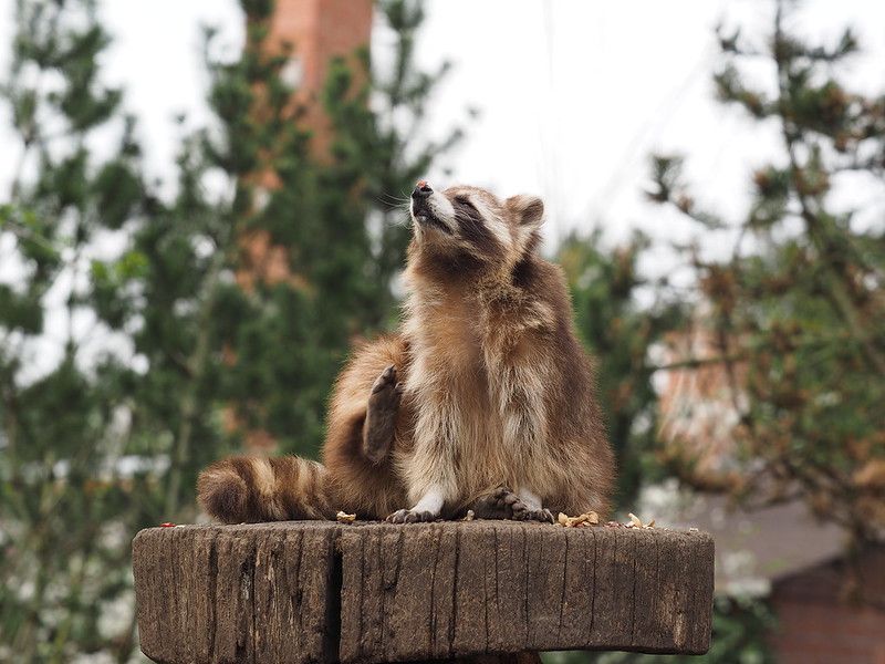 An adorable raccoon.
