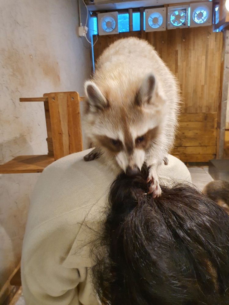 An adorable raccoon.