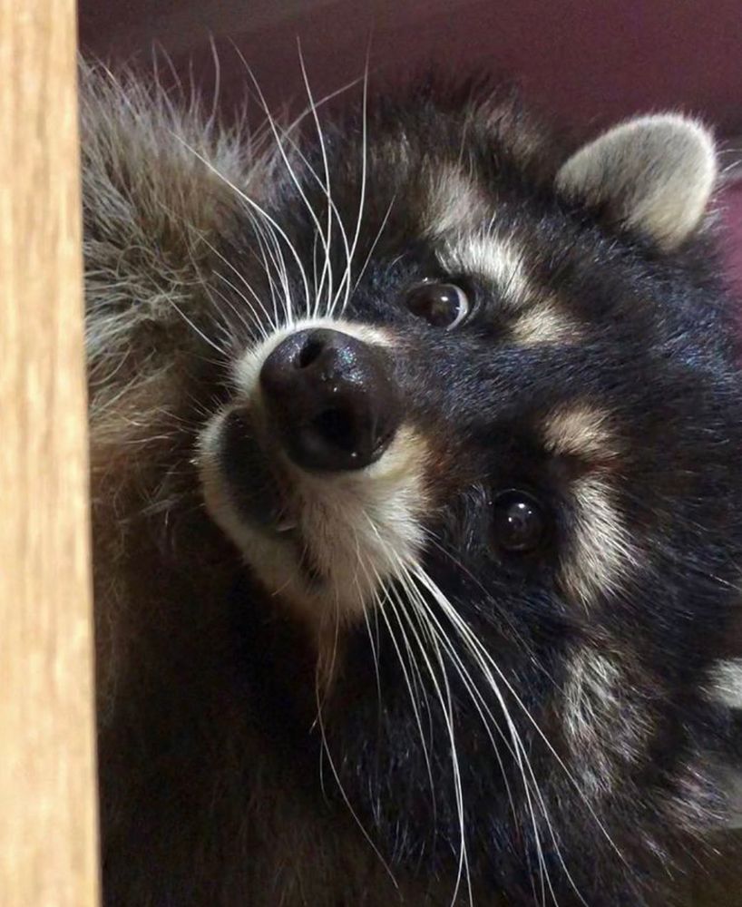 An adorable raccoon.