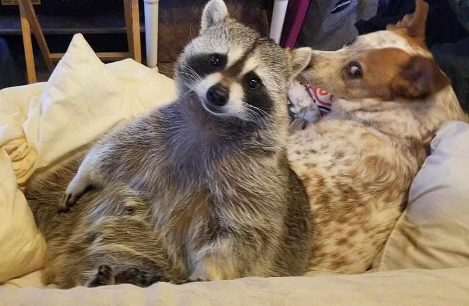 An adorable raccoon.