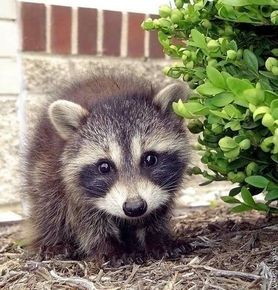 An adorable raccoon.