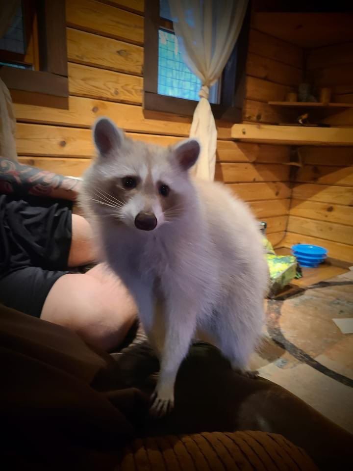 An adorable raccoon.