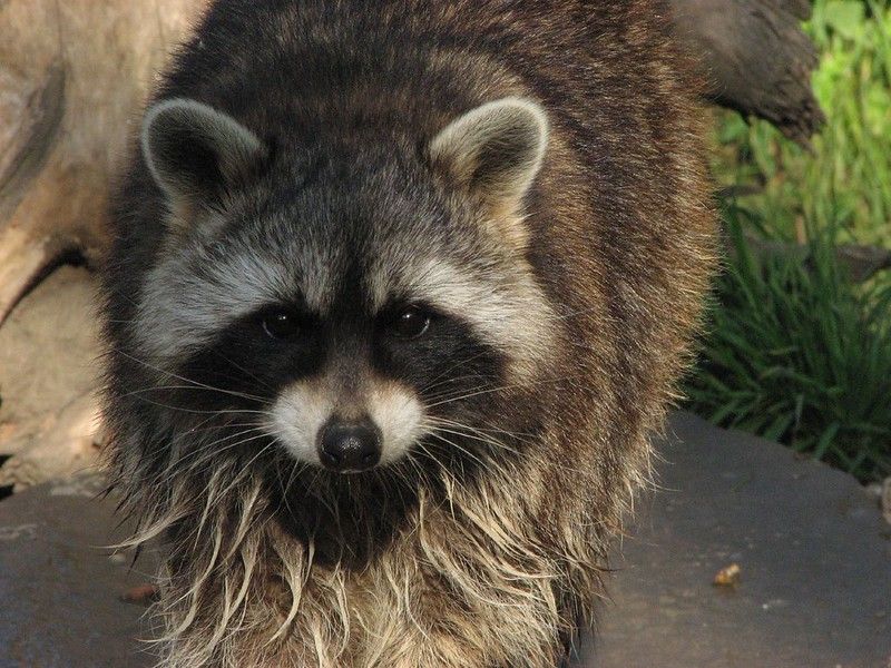 An adorable raccoon.