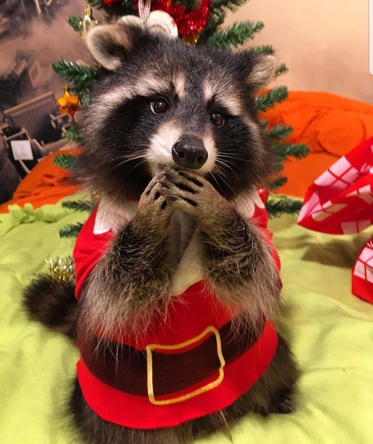 An adorable raccoon.