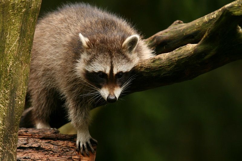 An adorable raccoon.