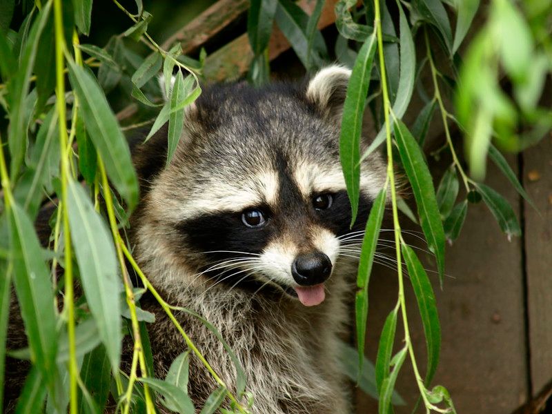 An adorable raccoon.