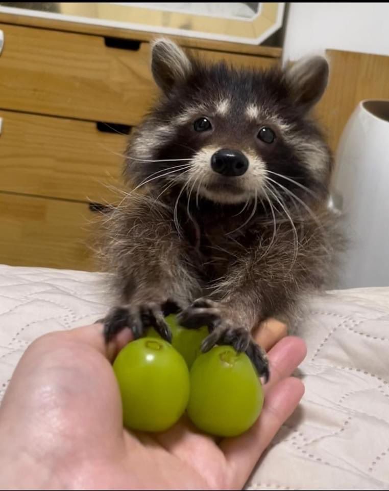 An adorable raccoon.