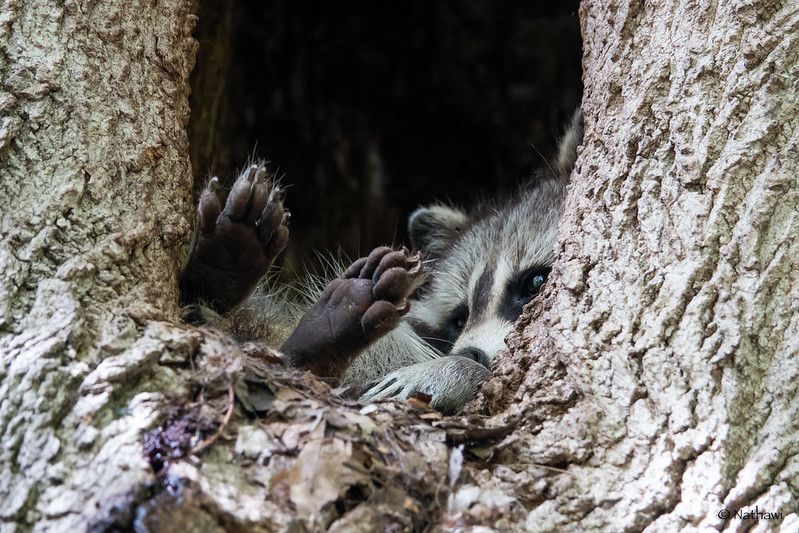 An adorable raccoon.