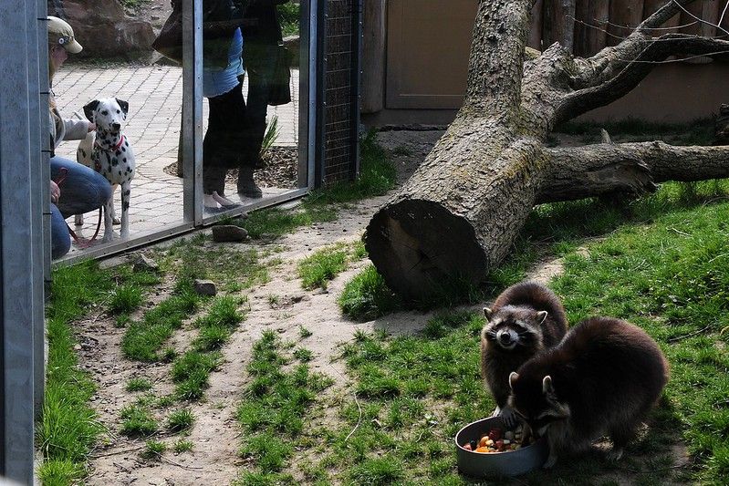 An adorable raccoon.