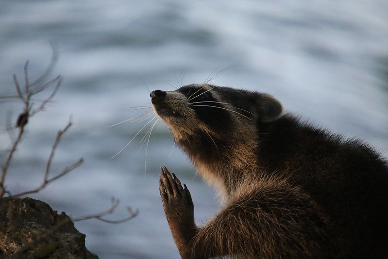 An adorable raccoon.