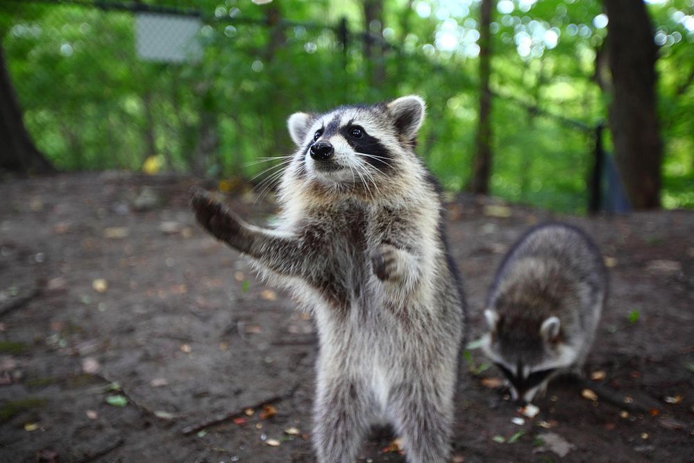 An adorable raccoon.