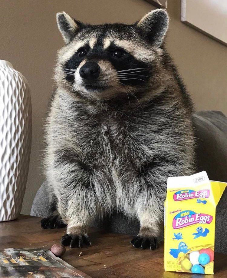 An adorable raccoon.