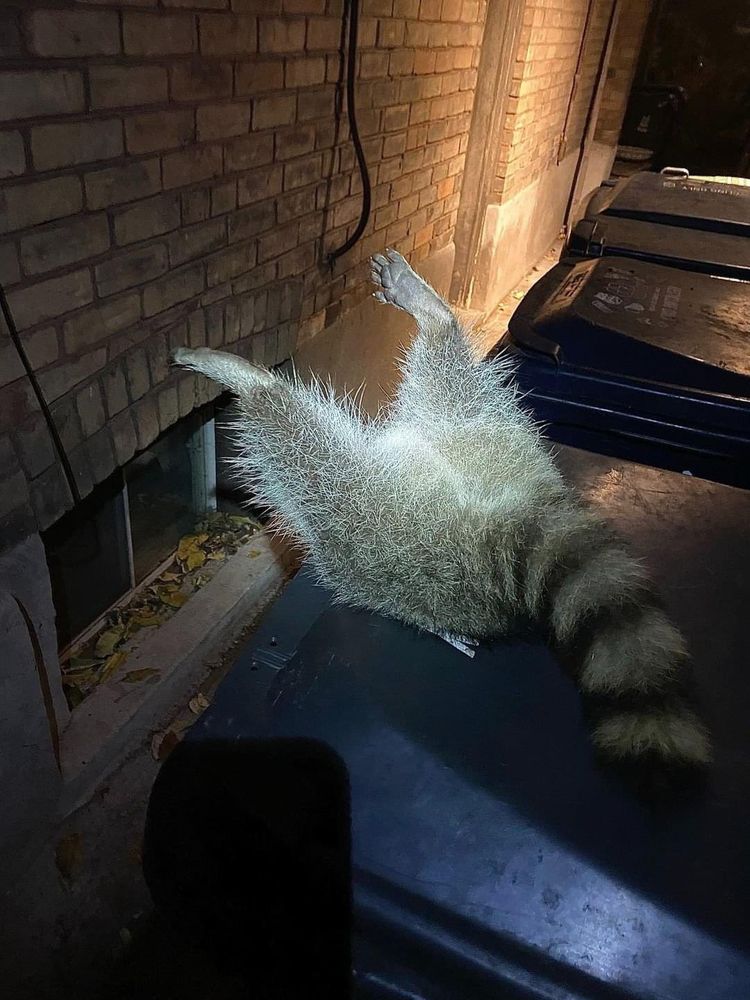 An adorable raccoon.