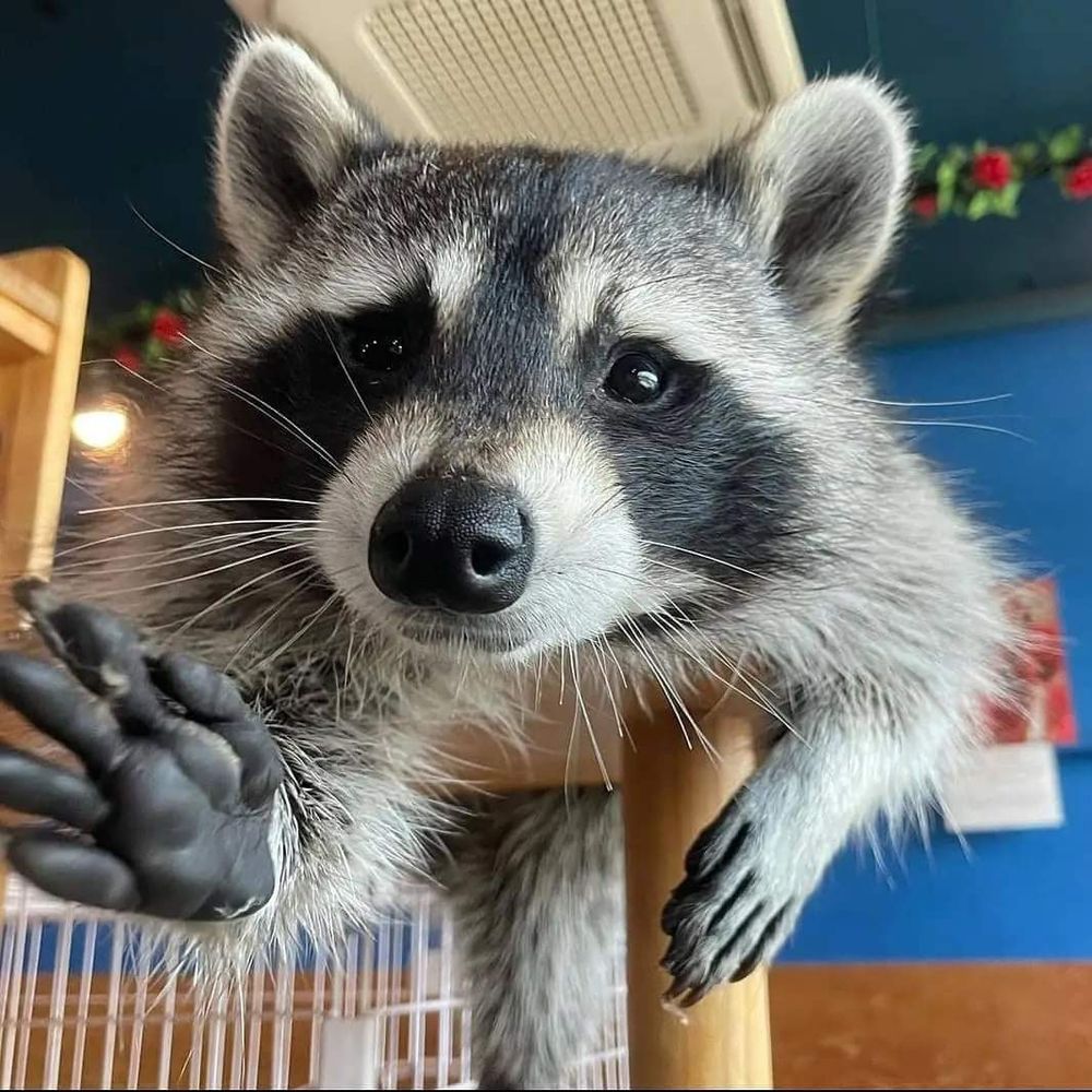 An adorable raccoon.