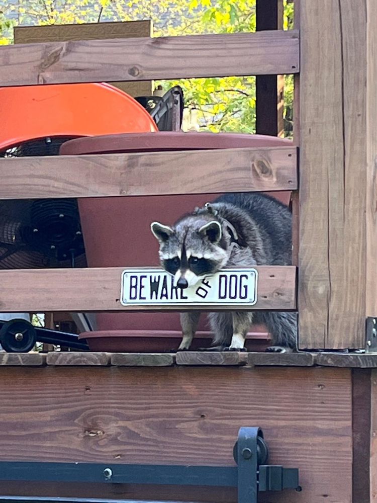 An adorable raccoon.