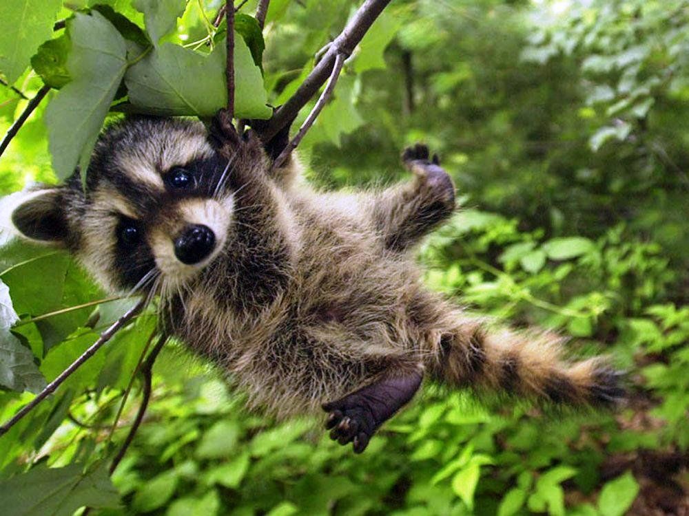 An adorable raccoon.