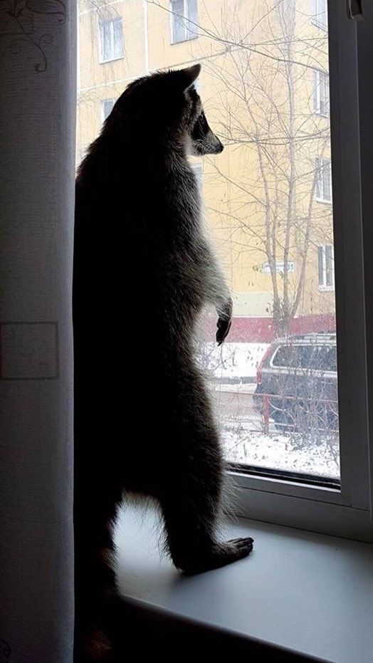 An adorable raccoon.