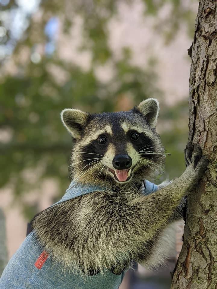 An adorable raccoon.