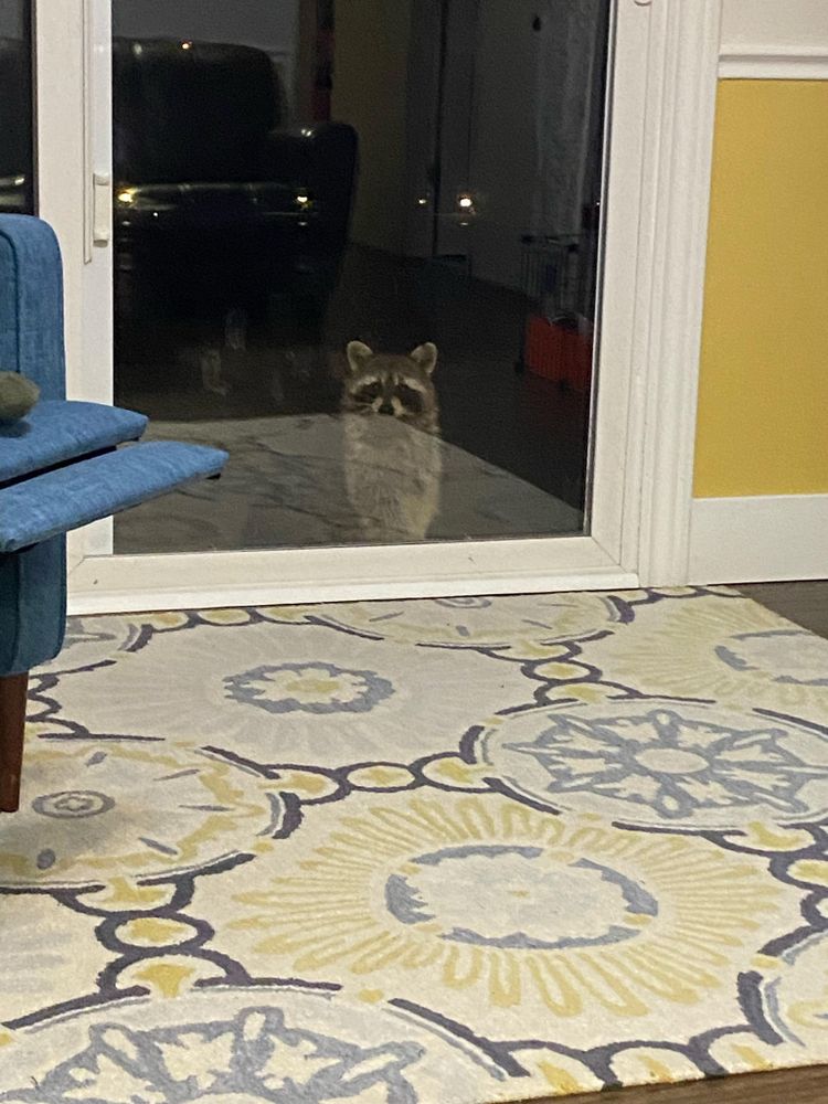 An adorable raccoon.