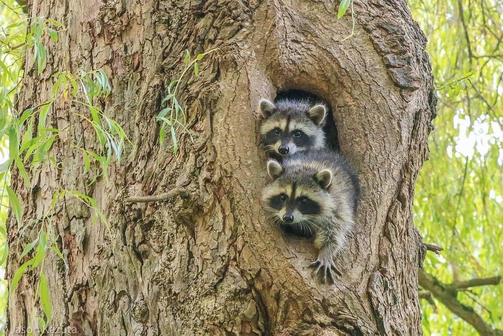 An adorable raccoon.