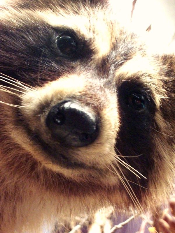 An adorable raccoon.