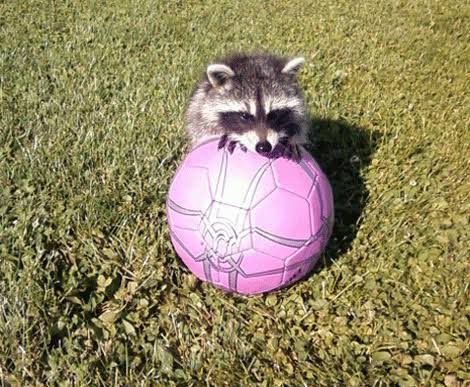 An adorable raccoon.