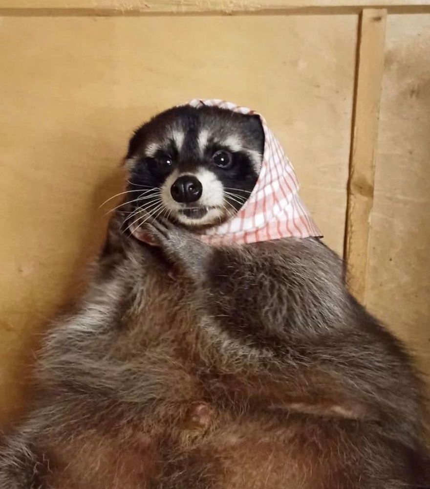 An adorable raccoon.
