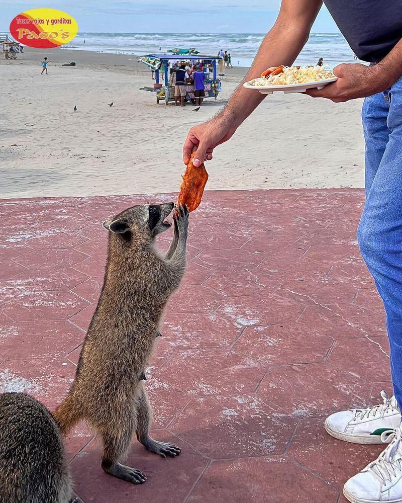 An adorable raccoon.