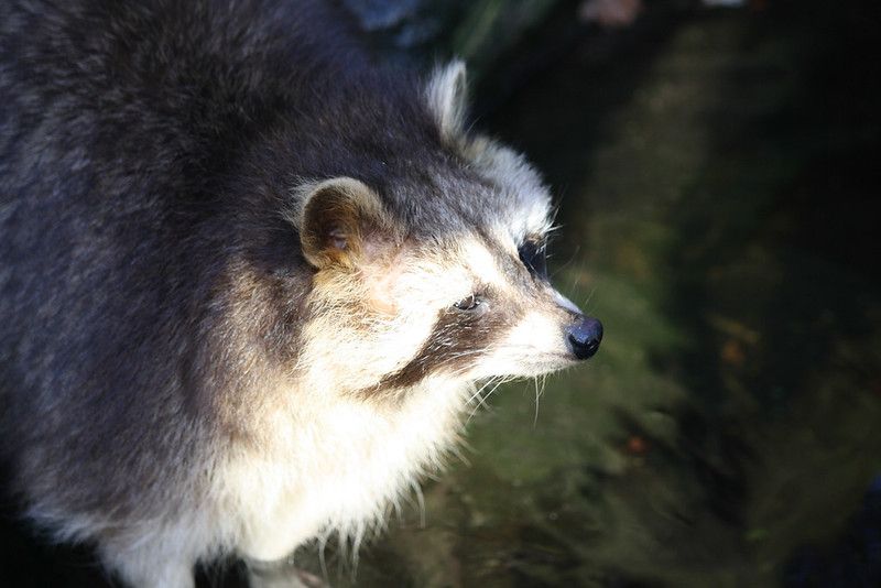 An adorable raccoon.
