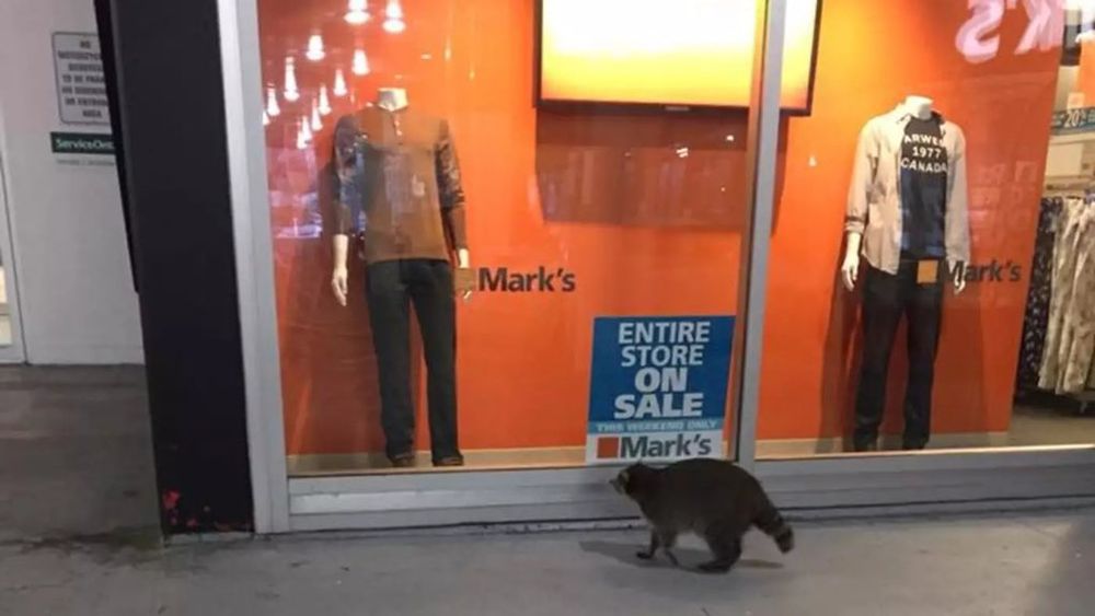 An adorable raccoon.