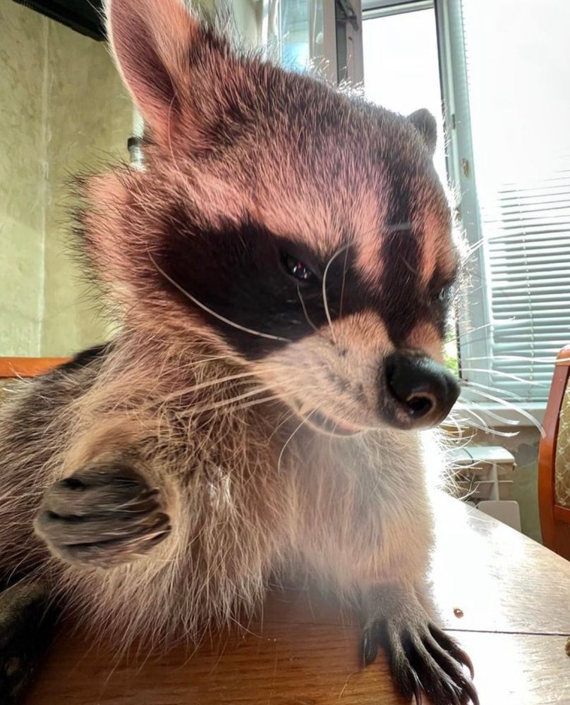 An adorable raccoon.