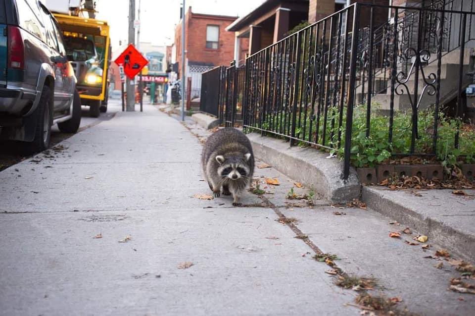 An adorable raccoon.