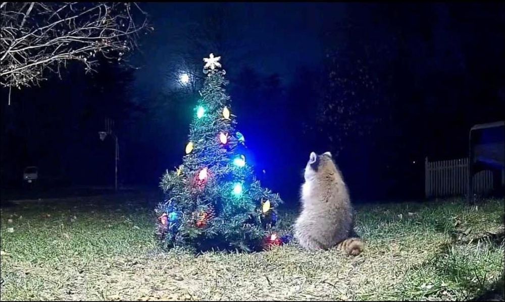 An adorable raccoon.