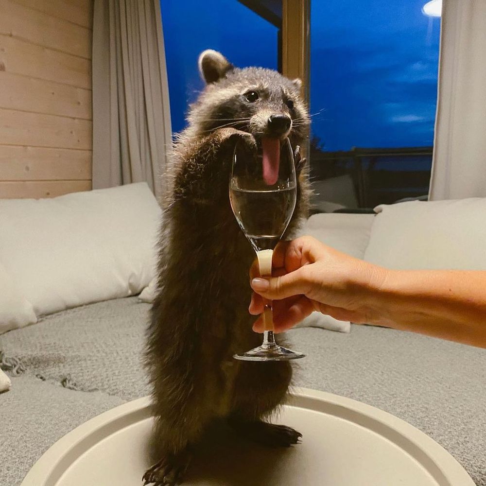 An adorable raccoon.
