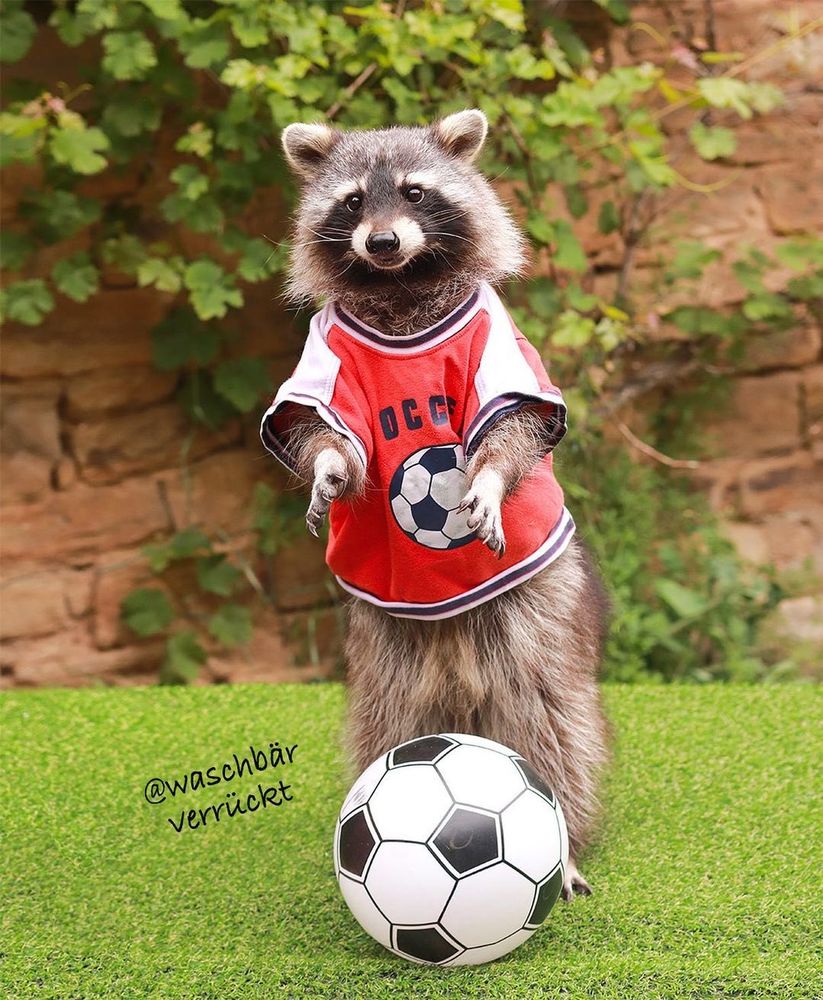 An adorable raccoon.