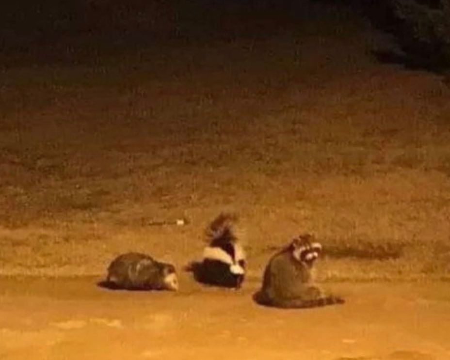 An adorable raccoon.