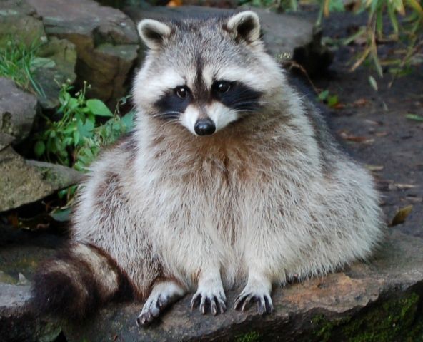 An adorable raccoon.