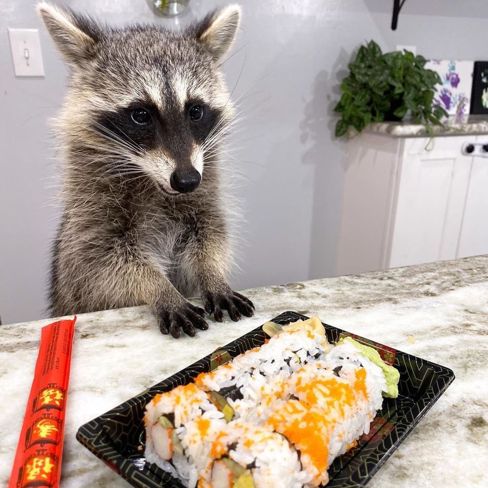 An adorable raccoon.