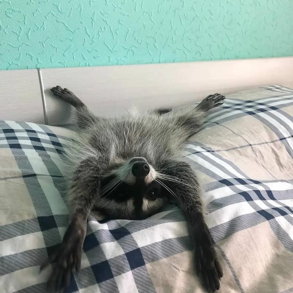 An adorable raccoon.