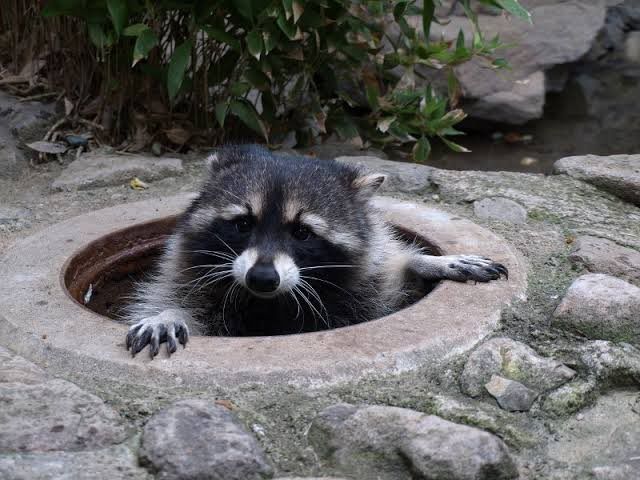 An adorable raccoon.