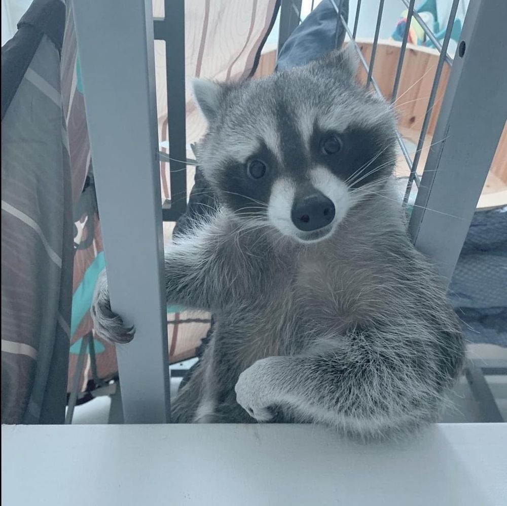 An adorable raccoon.