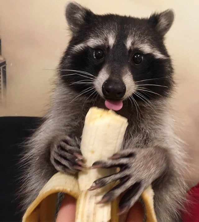 An adorable raccoon.