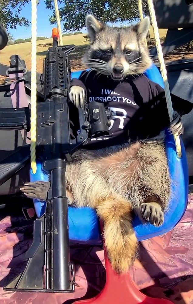 An adorable raccoon.