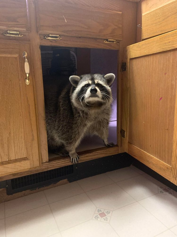 An adorable raccoon.